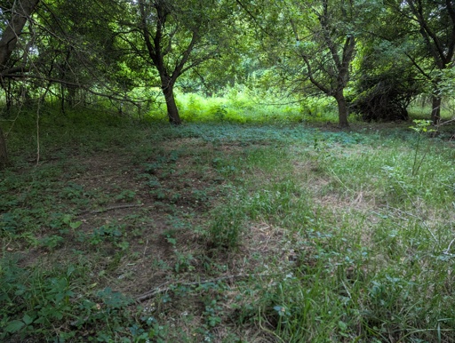 a picture of a shady semi-clearing in a forested area with a mixture of bare earth ground and knee level weeds